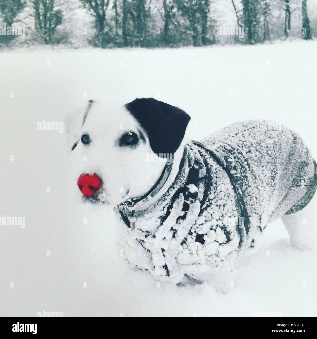 Rudolph die roten Nossed .... Hund? - Smartphone-aufgenommenes Stockfoto