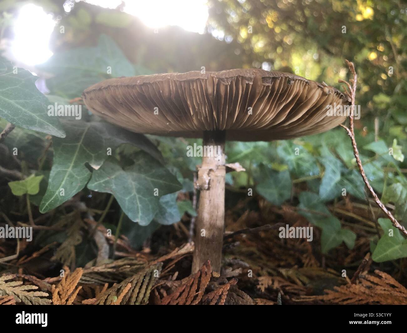 Schöne Pilze in der Nadellandschaft in Brentwood-Darlington Nachbarschaft. Portland, Oregon. Stockfoto