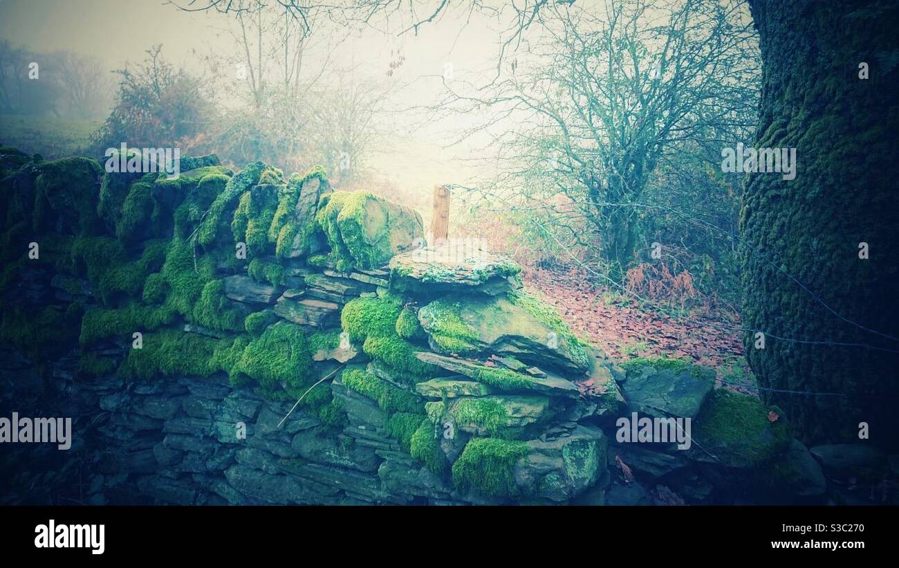 Ein gruseliges Foto einer alten moosigen Trockensteinmauer Im nebligen Wald an einem Herbsttag - Smartphone-aufgenommenes Stockfoto