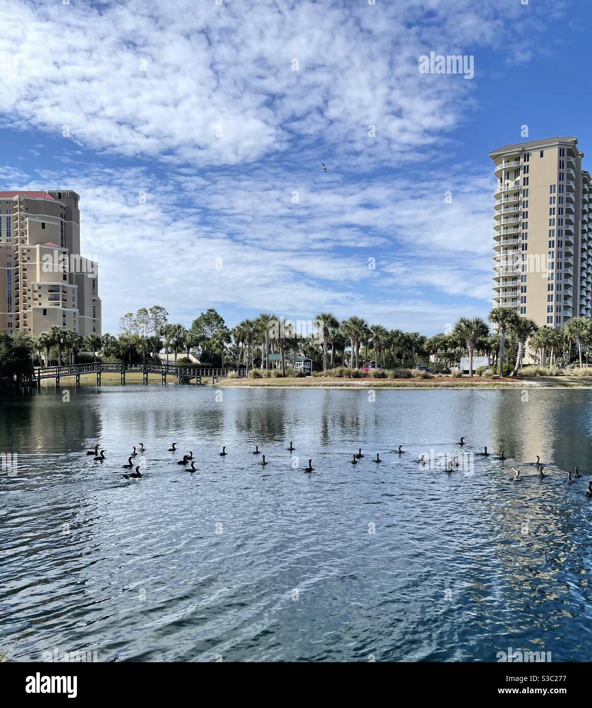 Schar von ziehenden Kormoran Vögel schwimmen in einem Teich von Wasser mit Stadtbild Hintergrund Stockfoto