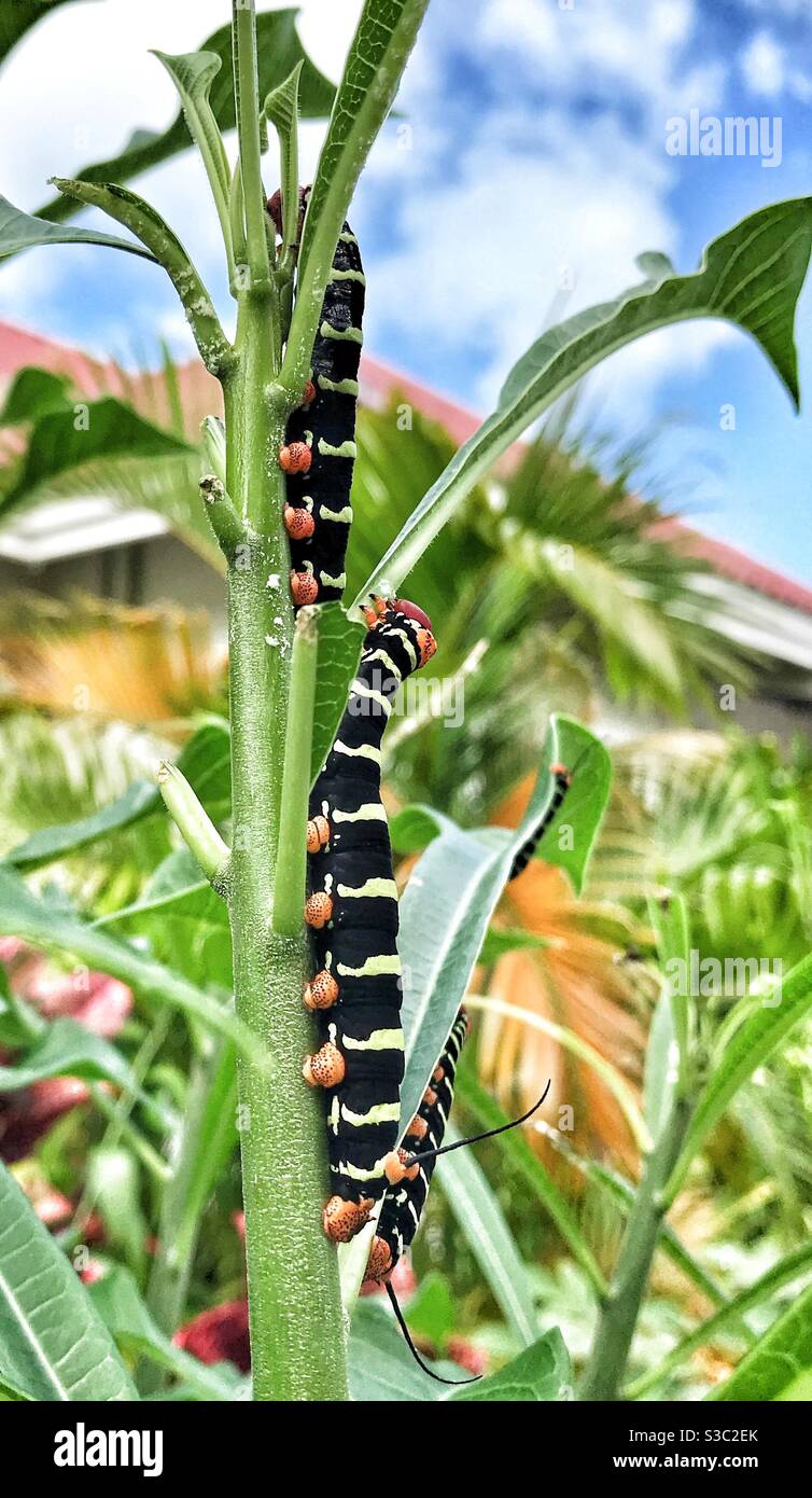 Pseudosphinx Caterpillar Fütterung auf der Frangipani Pflanze in der Karibik auch bekannt als Rasta Caterpillar oder Frangipani Hornworm. Verwandelt sich in eine große braune Motte - Smartphone-aufgenommenes Stockfoto