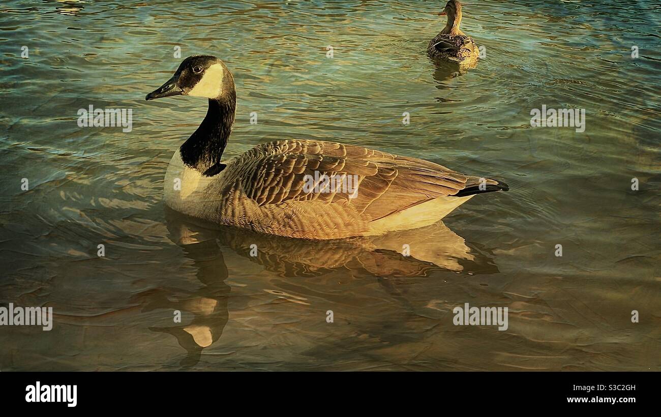 Kanada-Gans - Smartphone-aufgenommenes Stockfoto