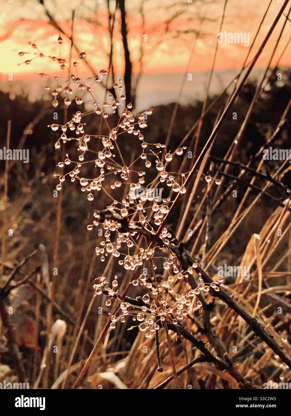 Reine Tau Tröpfchen bilden sich im Winter auf zarten Wildgräsern Devon Landschaft bei Sonnenuntergang Stockfoto