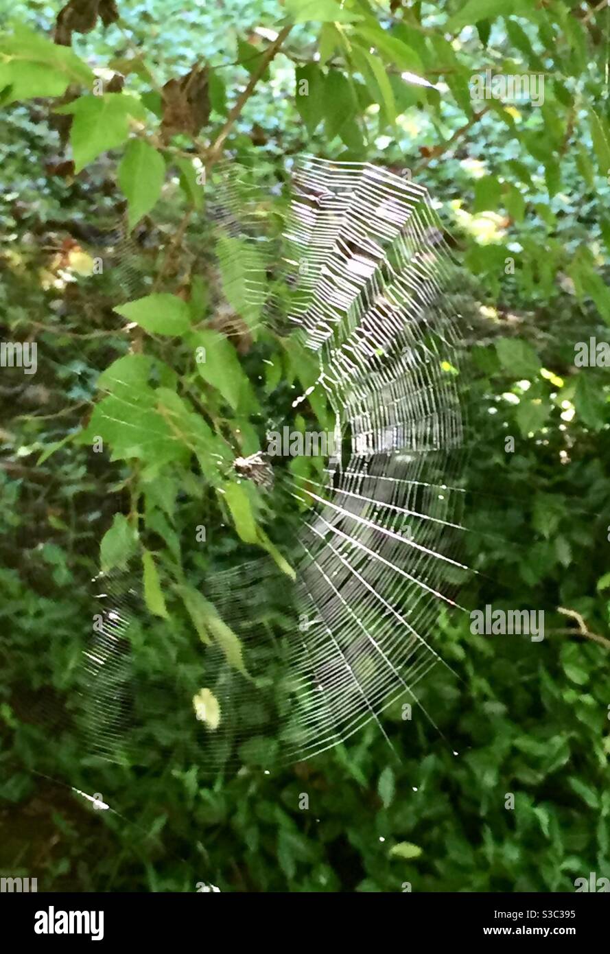 Spinnenbaume Stockfotos Und Bilder Kaufen Alamy