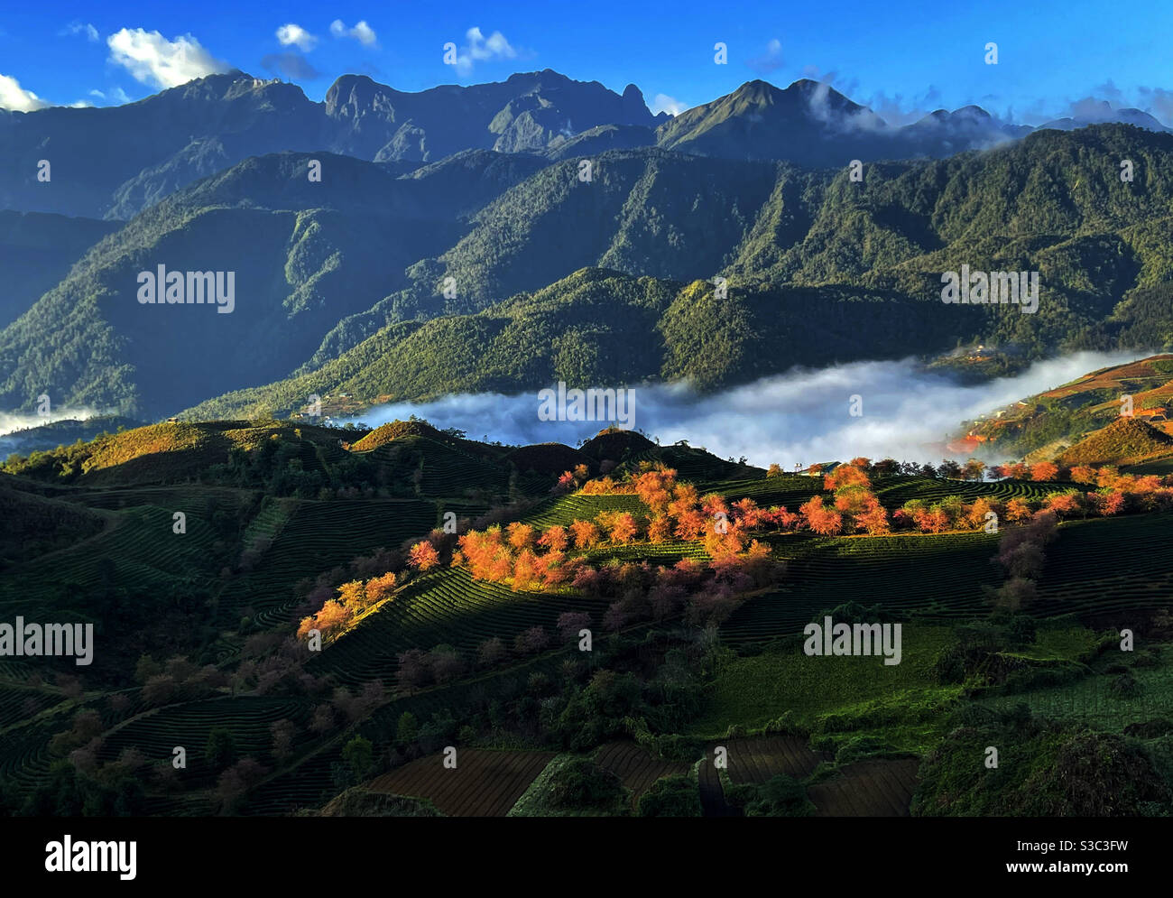 Früher Sonnenschein auf dem Teehugel Stockfoto