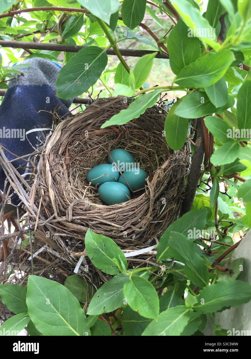 Vögel nisten mit blauen Eiern Stockfoto