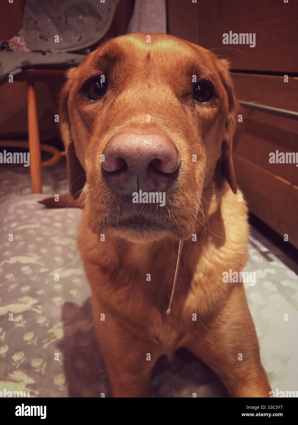 Ein hungriger Hund Labrador Retriever, der mit Speichel hängt Aus dem Mund Stockfoto