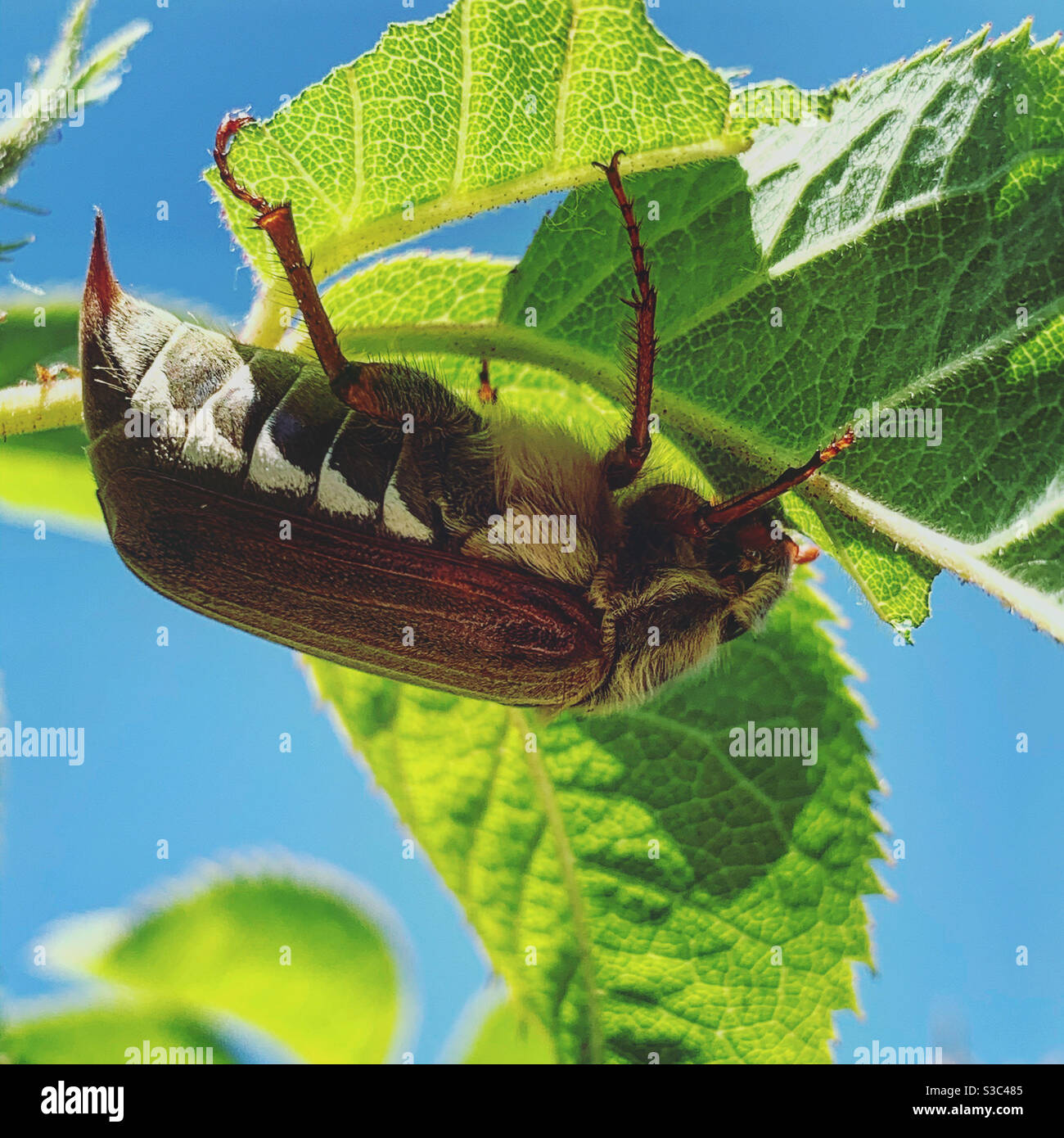 Nahaufnahme eines Maybugs, der im Sommer, Mai 2020, kopfüber auf einem Blatt im englischen Garten hängt Stockfoto