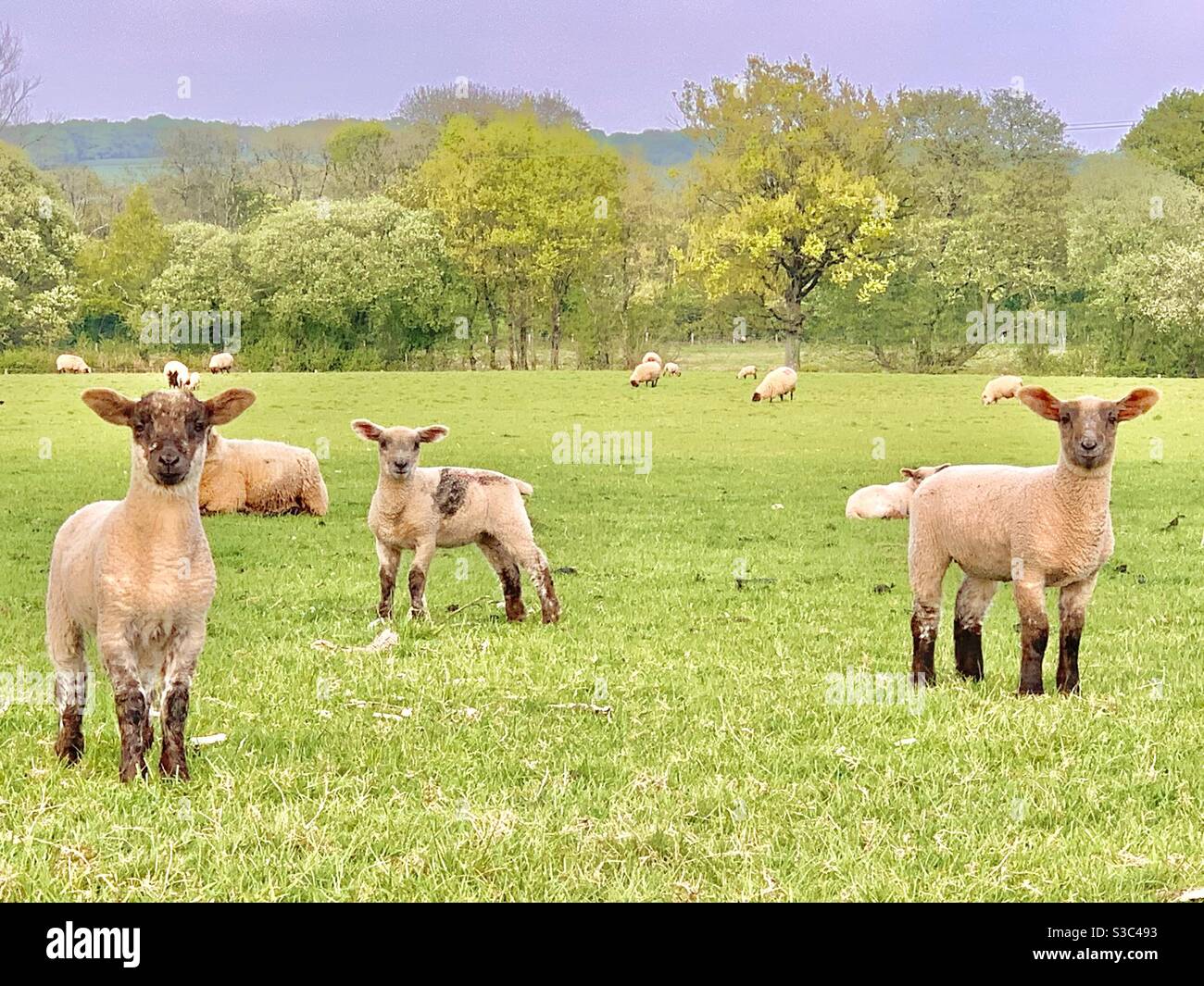 Drei englische Frühlingslämmer auf einem Feld im Somerset Landschaft mit Blick auf die Kamera Stockfoto