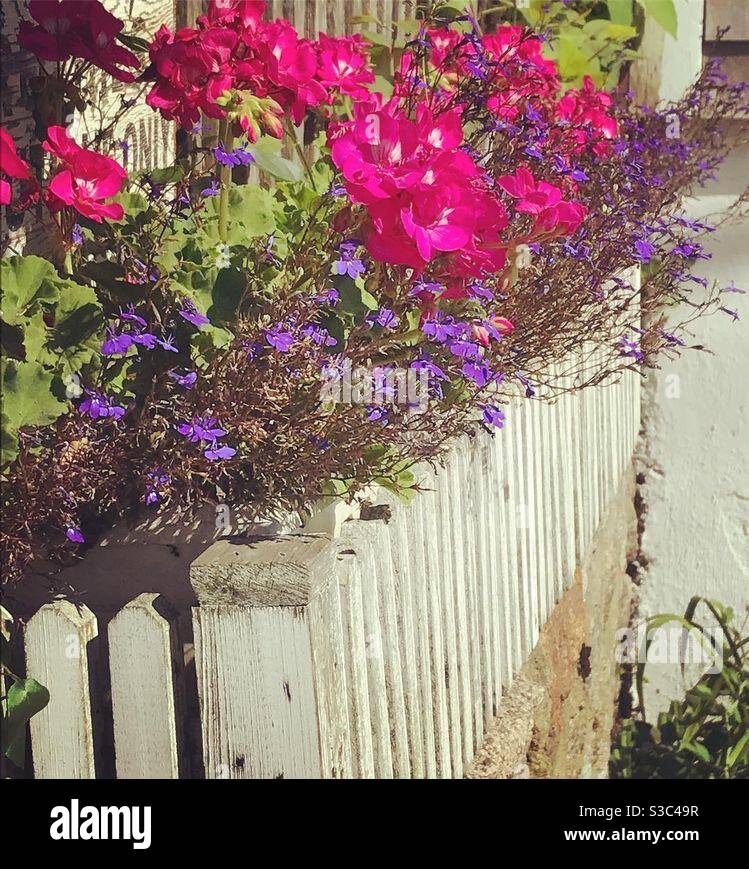 Blumenkasten in Provincetown Stockfoto