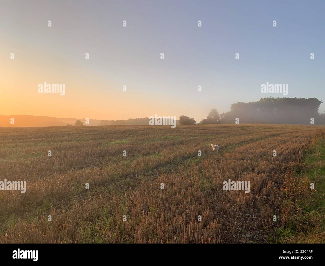 PET Cavapoo Hund läuft über bewirtschaftete Felder auf einem frühen Morgenspaziergang bei Sonnenaufgang. Goldenes und apricot Licht füllt den Himmel und badet die geernteten Felder Stockfoto