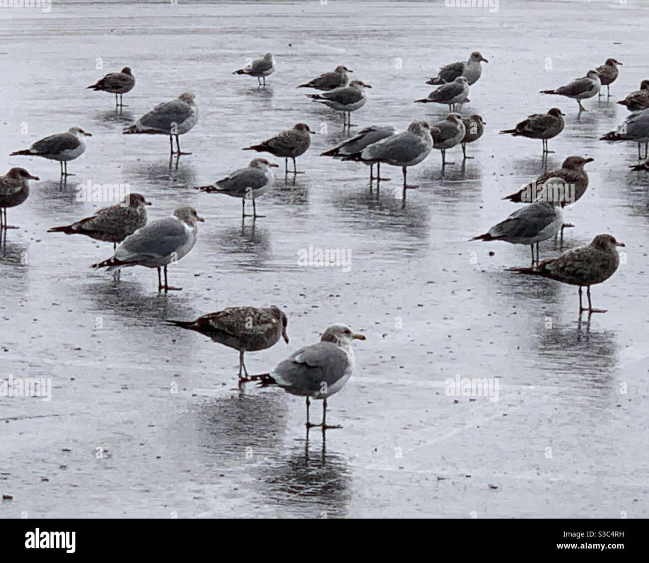 Vögel in einer Gruppe mit Reflexion auf nassem Boden Stockfoto