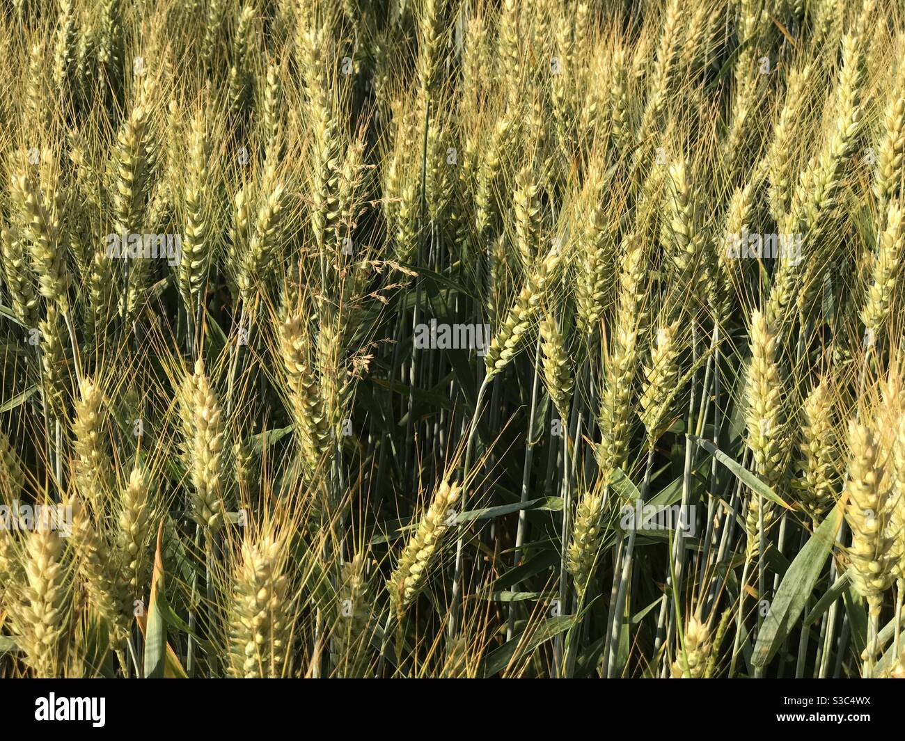Reife goldene Weizenohren - Nahaufnahme - Hintergrund Stockfoto