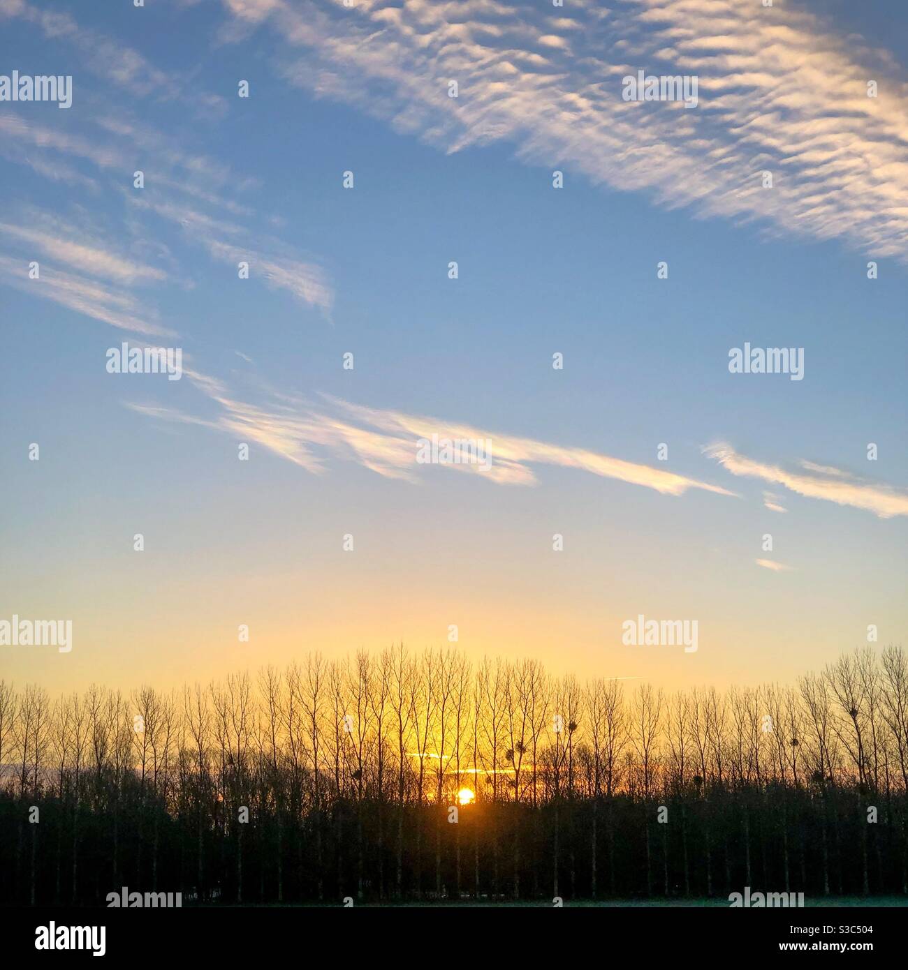 Sonnenaufgang über den Bäumen Stockfoto