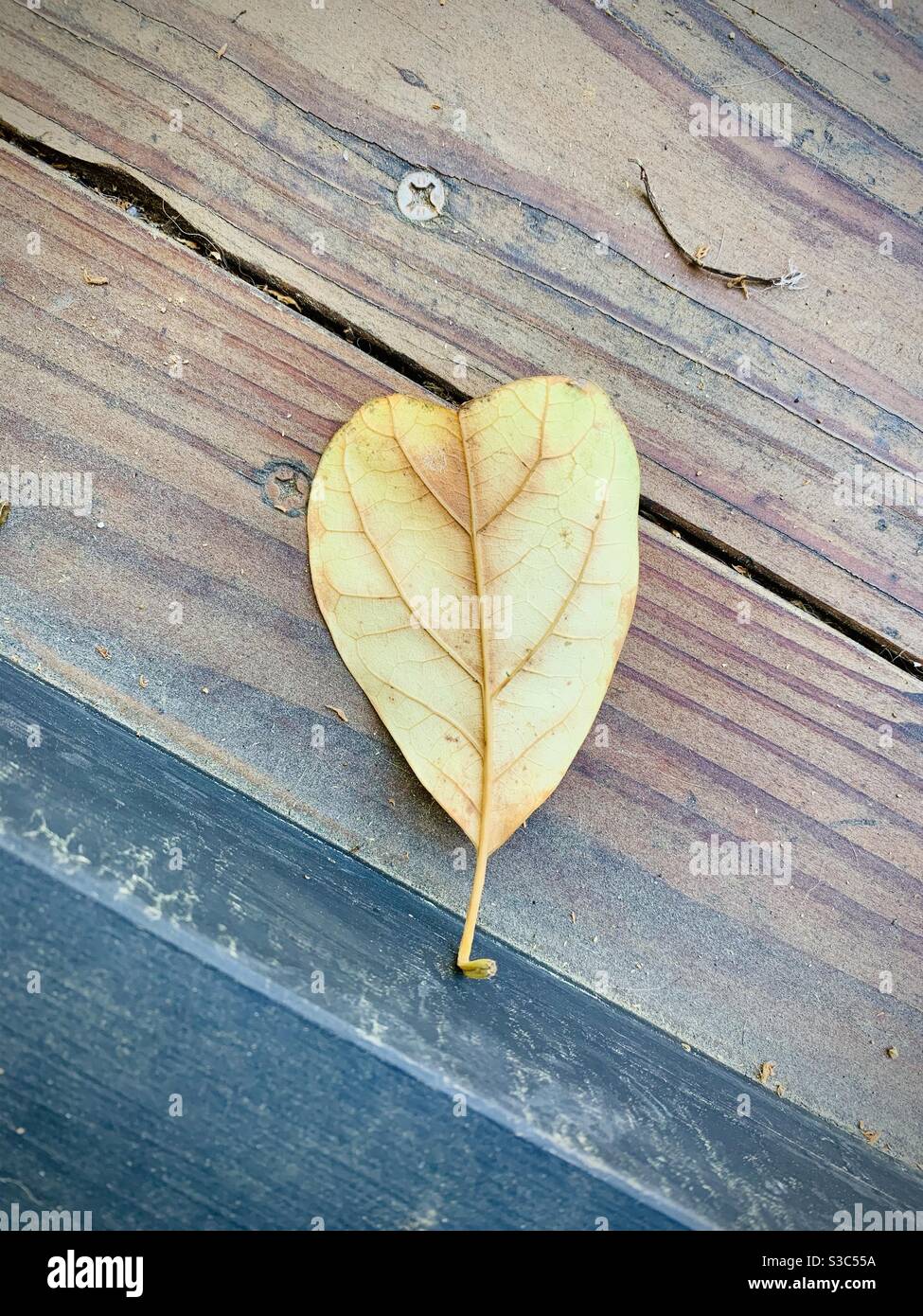 Herzförmiges Blatt gegen Holz Stockfoto