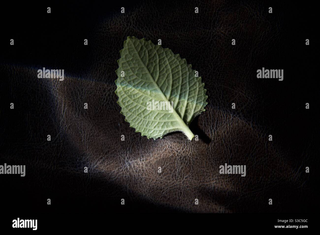 Ein grünes Blatt auf einem schwarzen Texturen Hintergrund mit dem Sonnenlicht fällt nur auf die Hälfte des Blattes. - Smartphone-aufgenommenes Stockfoto
