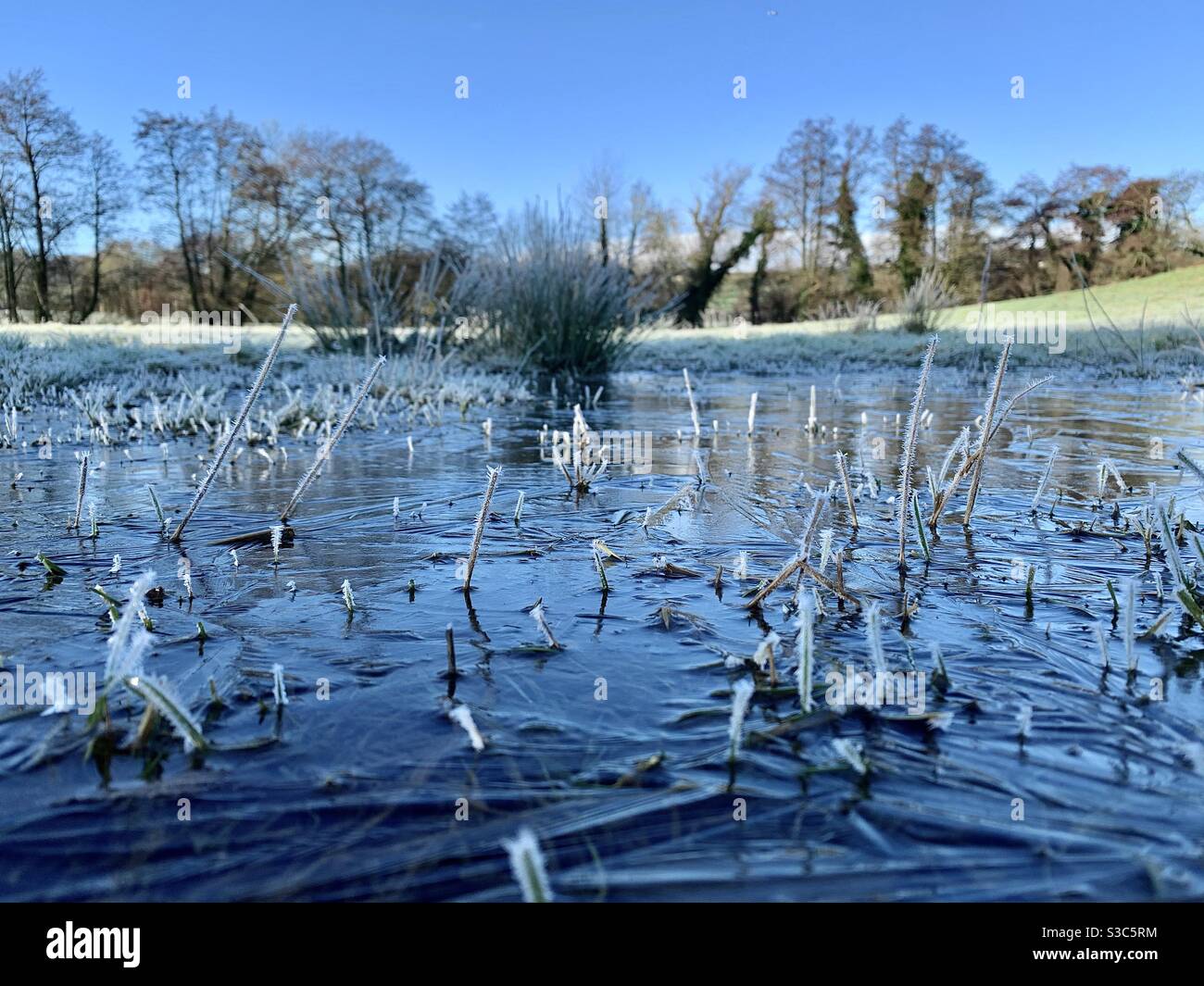 Gefrorene Pfütze mit wilden englischen Gräsern, die durch Eis wachsen Wild English Feld auf dem Land an einem Wintermorgen Stockfoto