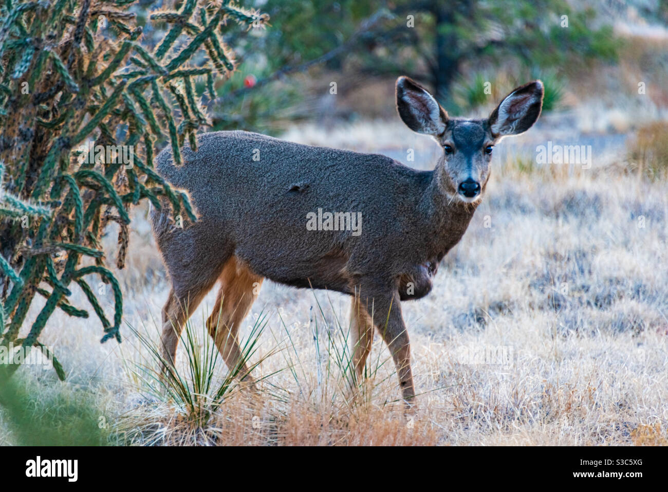 Hirsch In New Mexico Stockfotos Und Bilder Kaufen Alamy