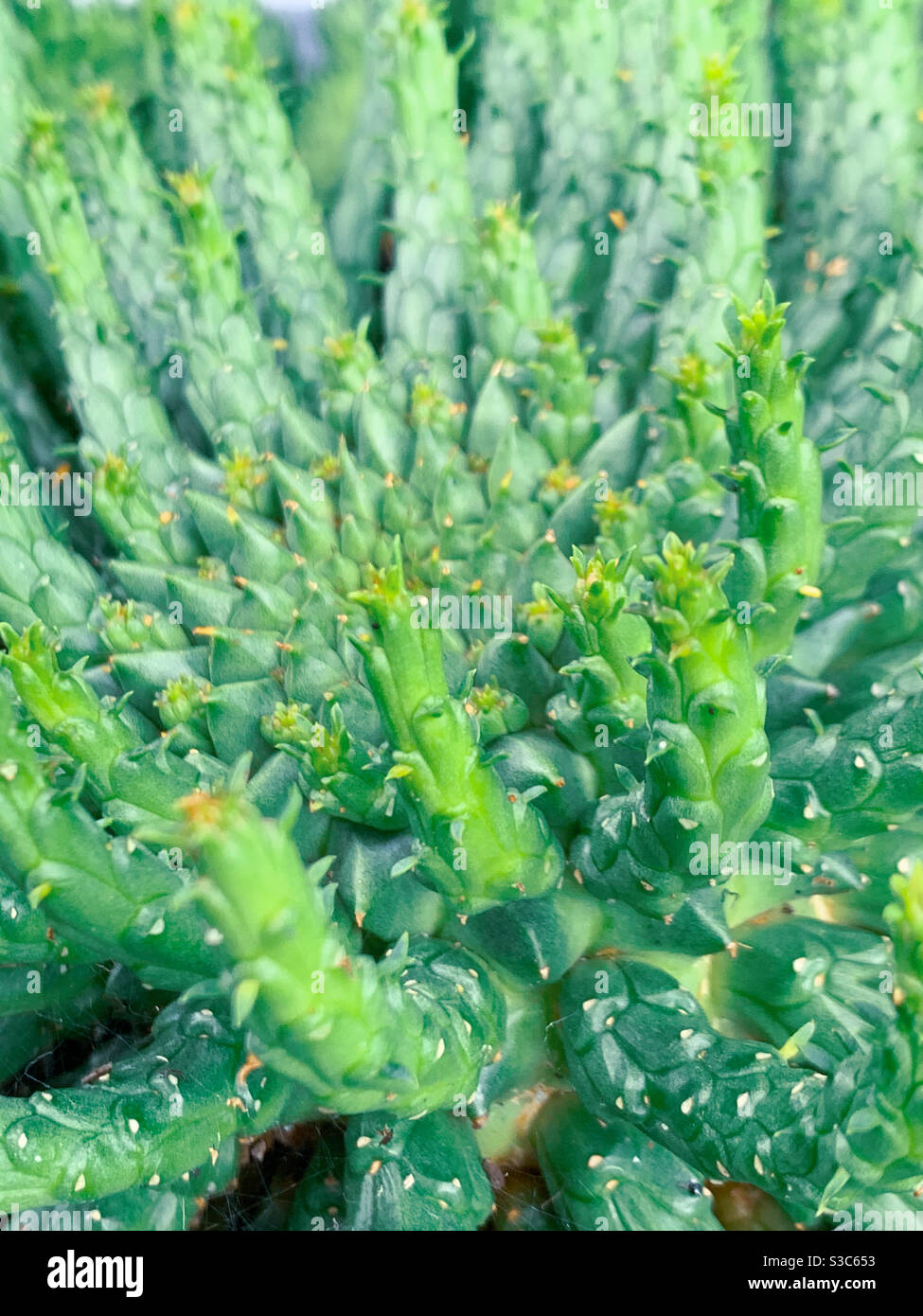Euphorbia flanaganii oder Medusa’s Head Sukkulente Stockfoto
