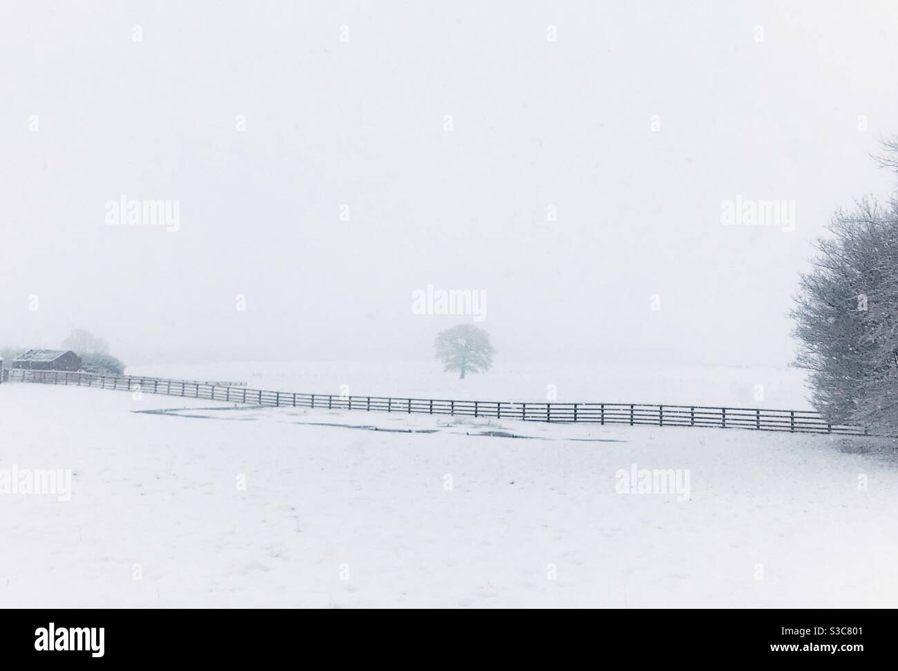 Winterbaum in verschneiten Feldern Stockfoto