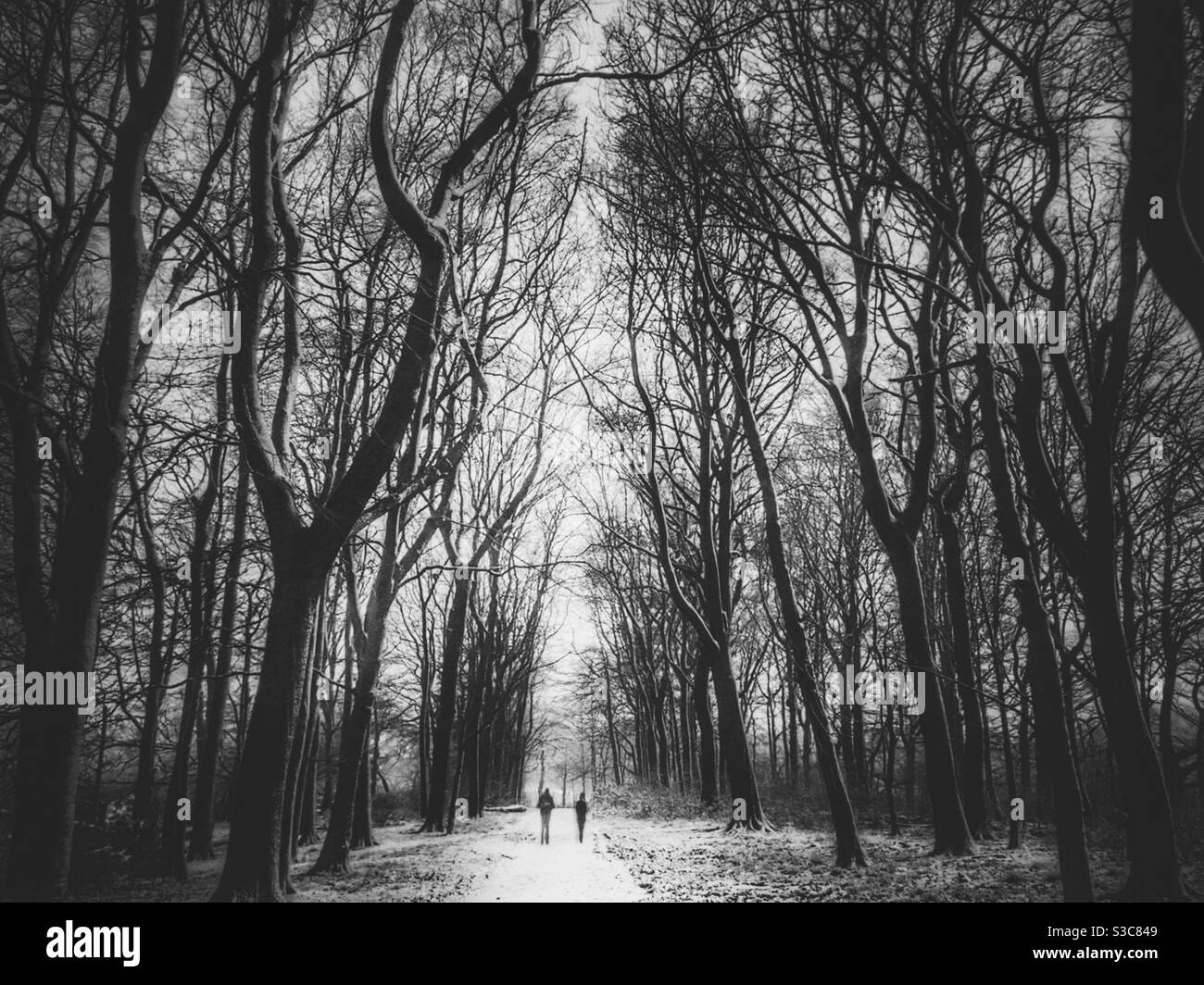 Zwei Personen, die in der Nähe von Chorley in Lancashire durch verschneiten Wald wandern. Stockfoto