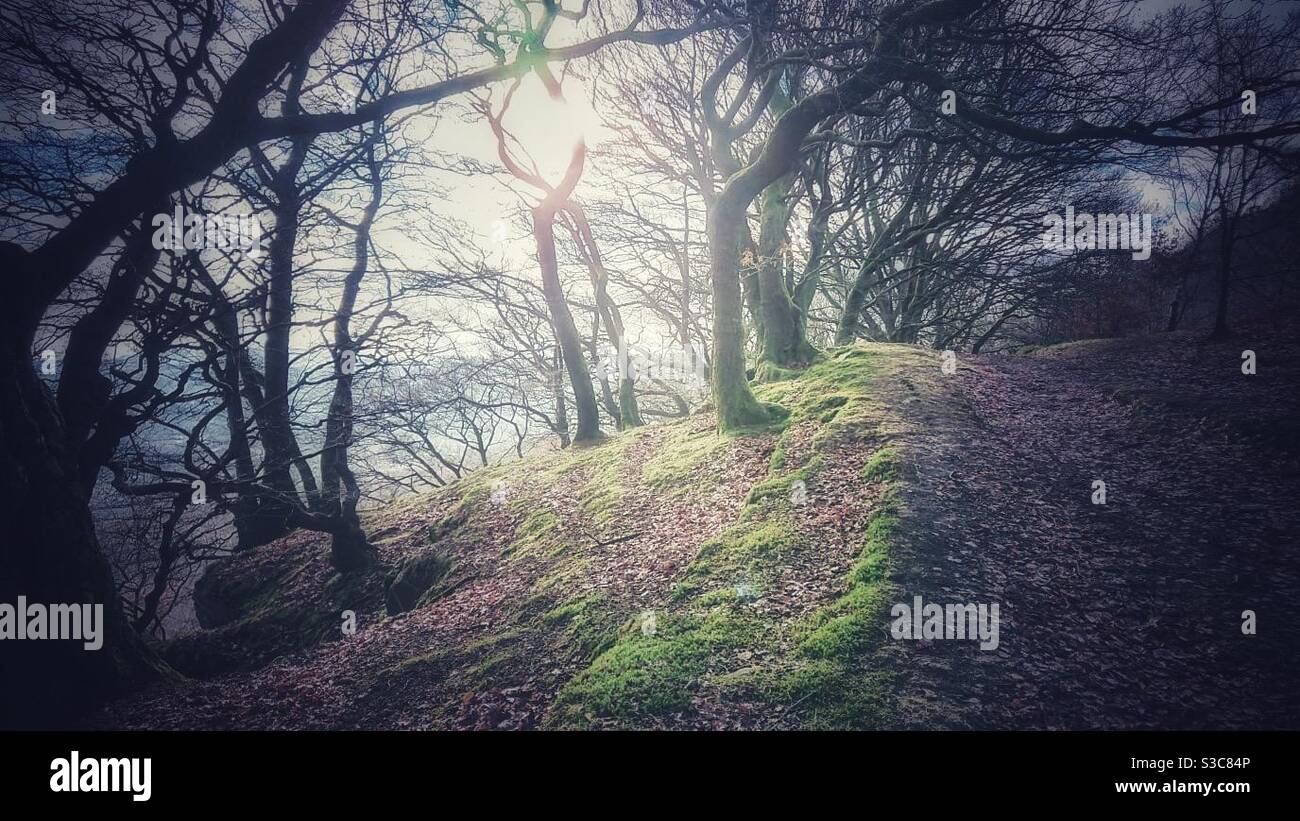 Ein Foto eines Waldweges in einem sonnigen Herbst Tag - Smartphone-aufgenommenes Stockfoto