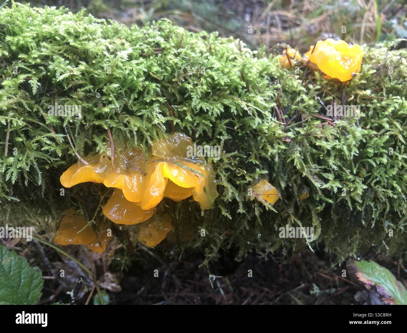 Schöne lebendige Gelee Pilze tief in Fuzzy Moos auf Daunen Baum in Oregon Stockfoto