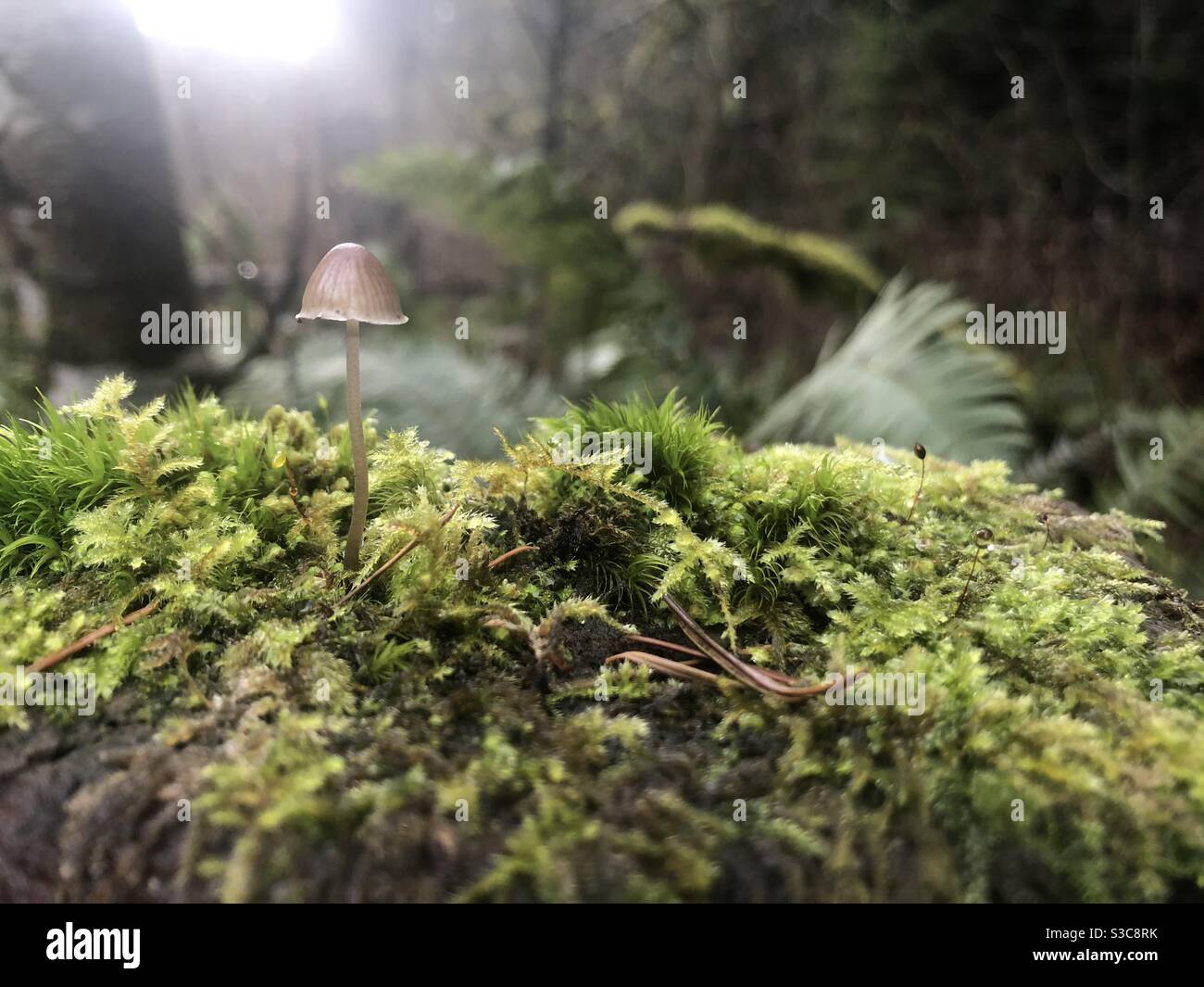 Stolzer Elfepilz, der aus Moos an der Spitze eines Baumes im Wald wächst. Oregon Winterregen. Stockfoto