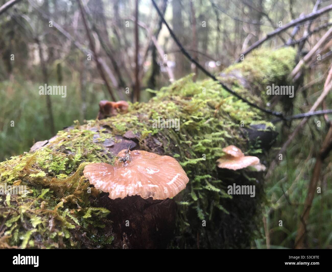 An einem regnerischen Tag im Park wachsen Pilze aus einem abgestürztem Baum in Moos. Oregon Stockfoto