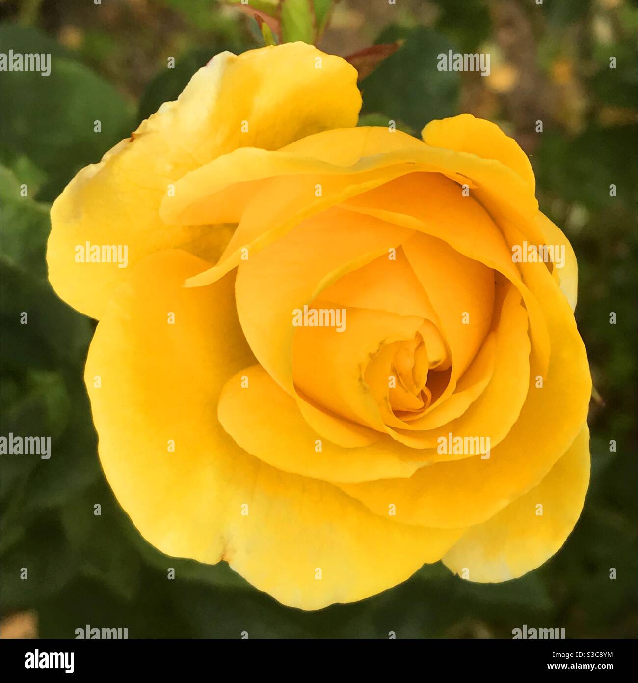 Gelbe rose - Smartphone-aufgenommenes Stockfoto