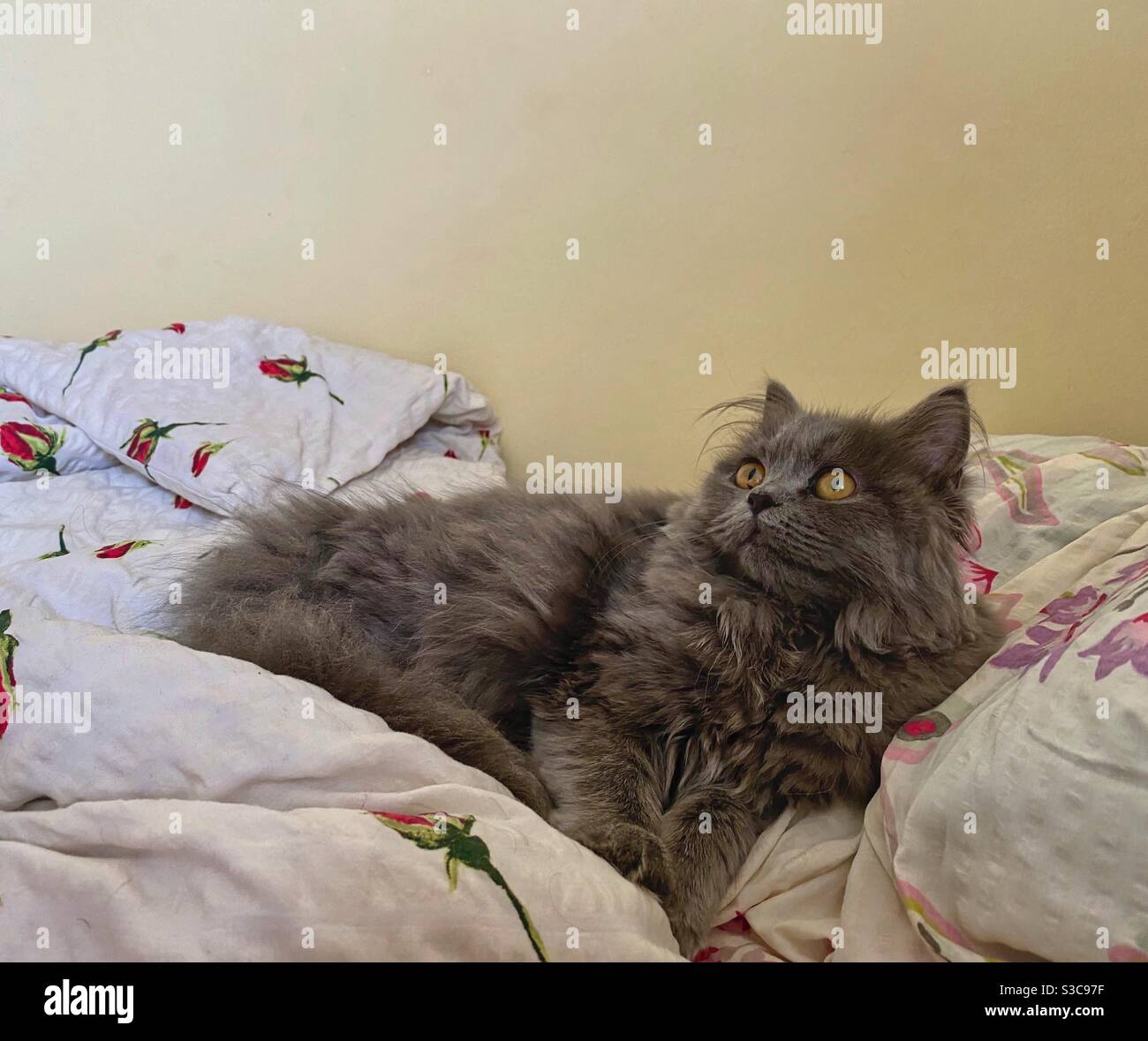 4 Monate altes blaupersisches Kätzchen, das in Decken im Bett ruht. Stockfoto