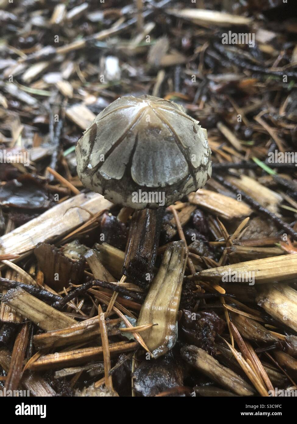 Schildkrötenmuschel Pilzkappe wächst aus Rinde Chips und Mulch in Lents Park von Portland, Oregon. Schimmel am regnerischen Tag! Stockfoto