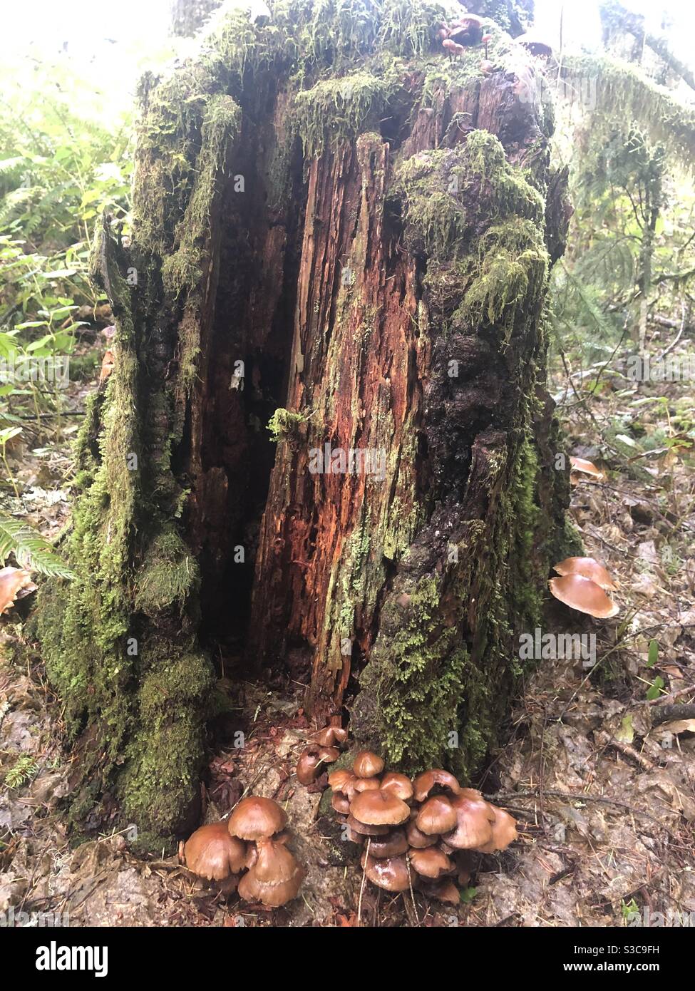 Toter Baumstamm Schrein im Wald am Silver Falls State Park. Cluster von Pilzen auf dem Waldboden an der Basis eines toten Baumstamms. Stockfoto