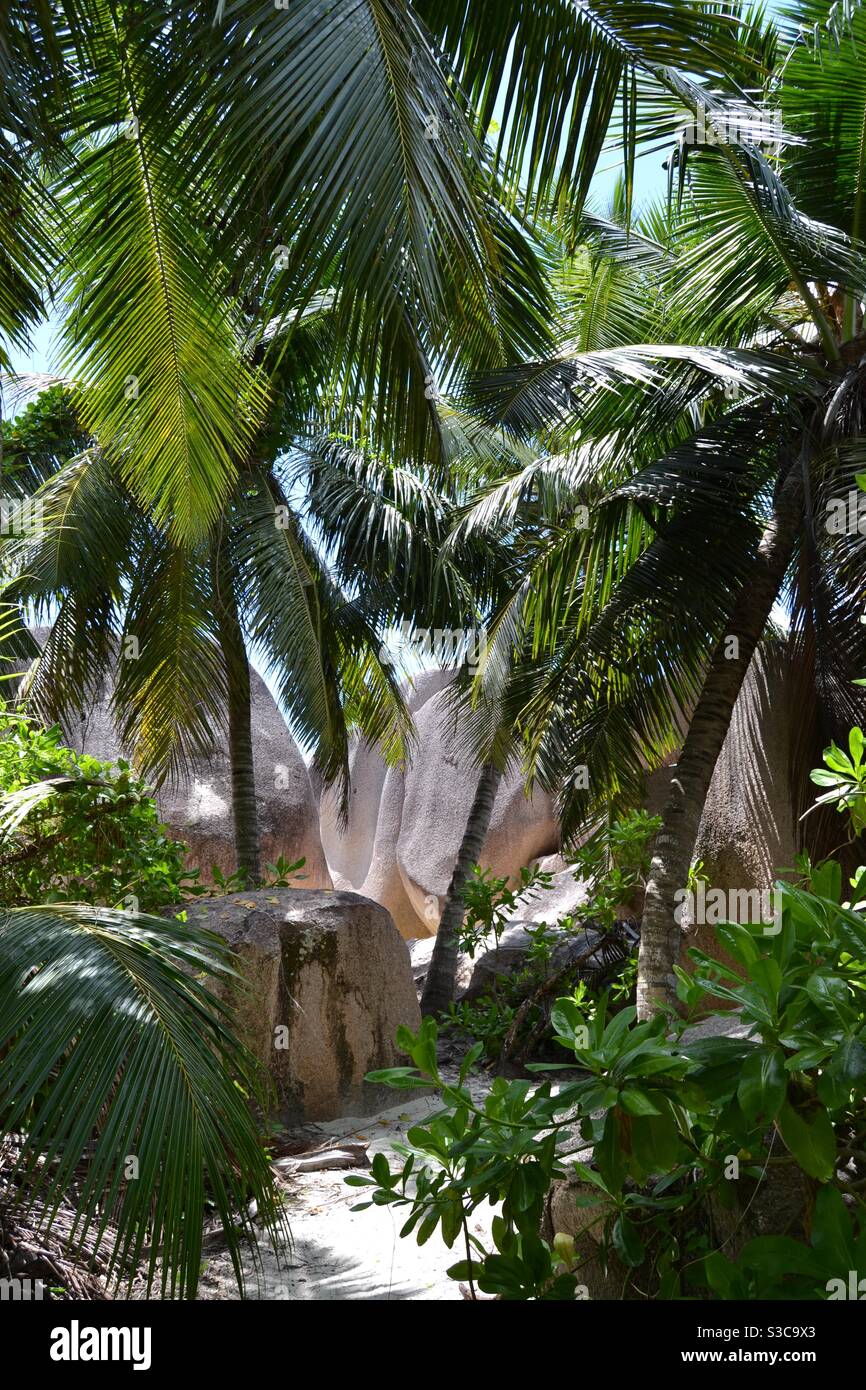 Tropische und exotische Palmen wachsen auf dem weißen Sand Strand zwischen higen Granitfelsen auf den paradiesischen Inseln Seychellen Stockfoto