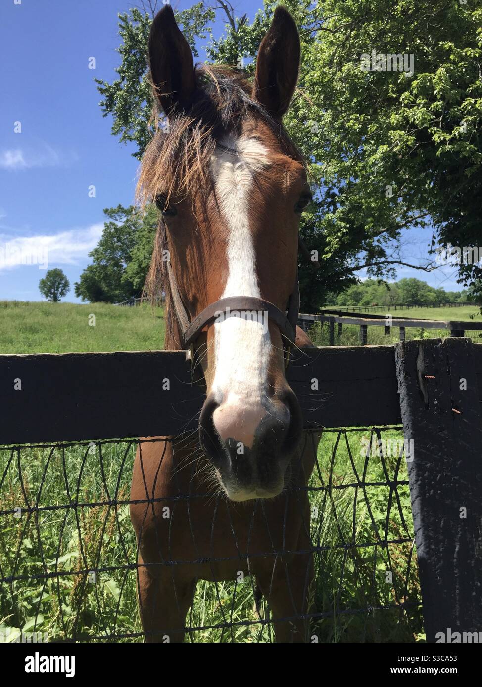 Pferd hinter Zaun im Feld in Kentucky Stockfoto