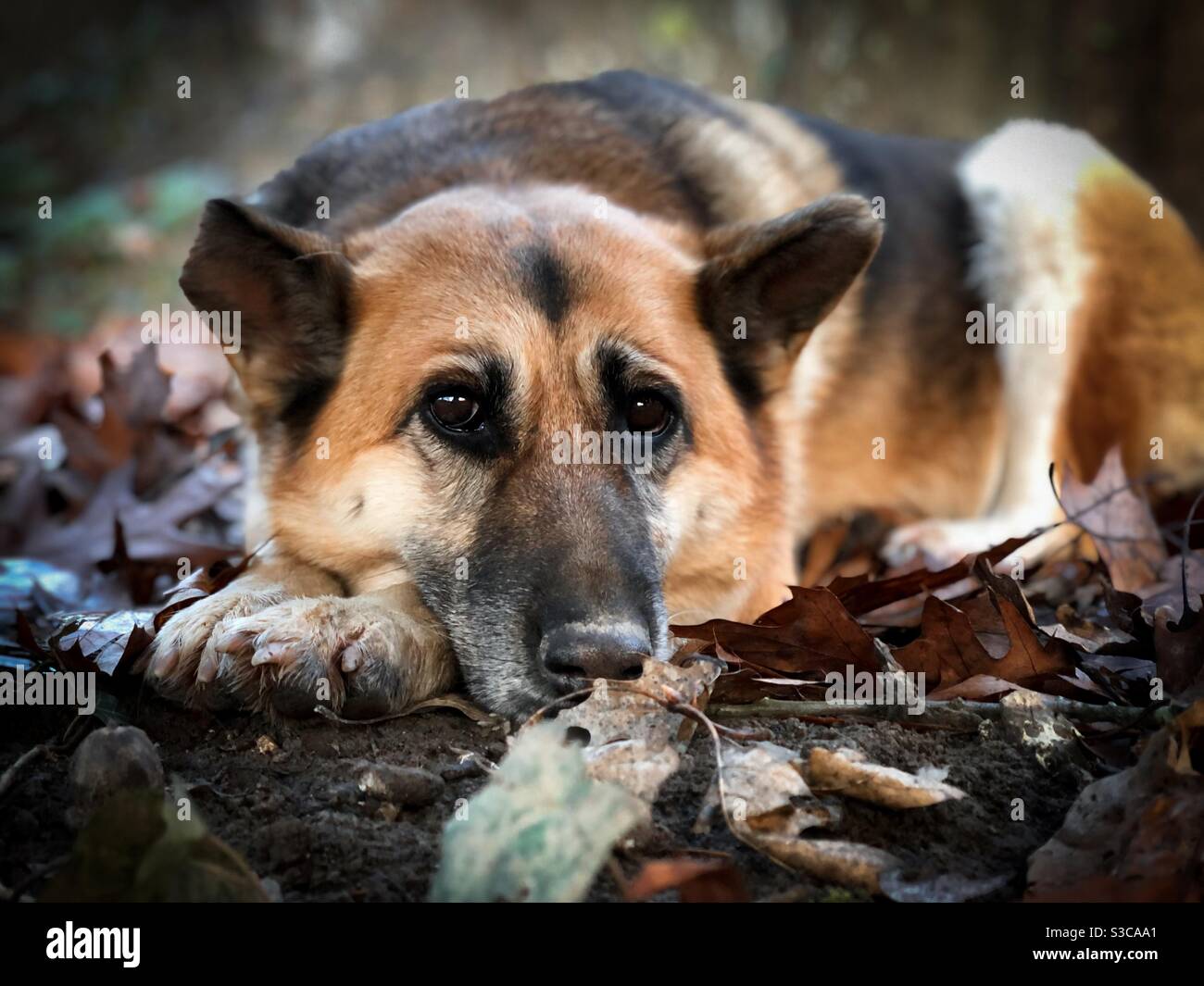 Porträt eines deutschen Schäferhundes, der seinen Kopf auf Braun ruht Blätter Stockfoto