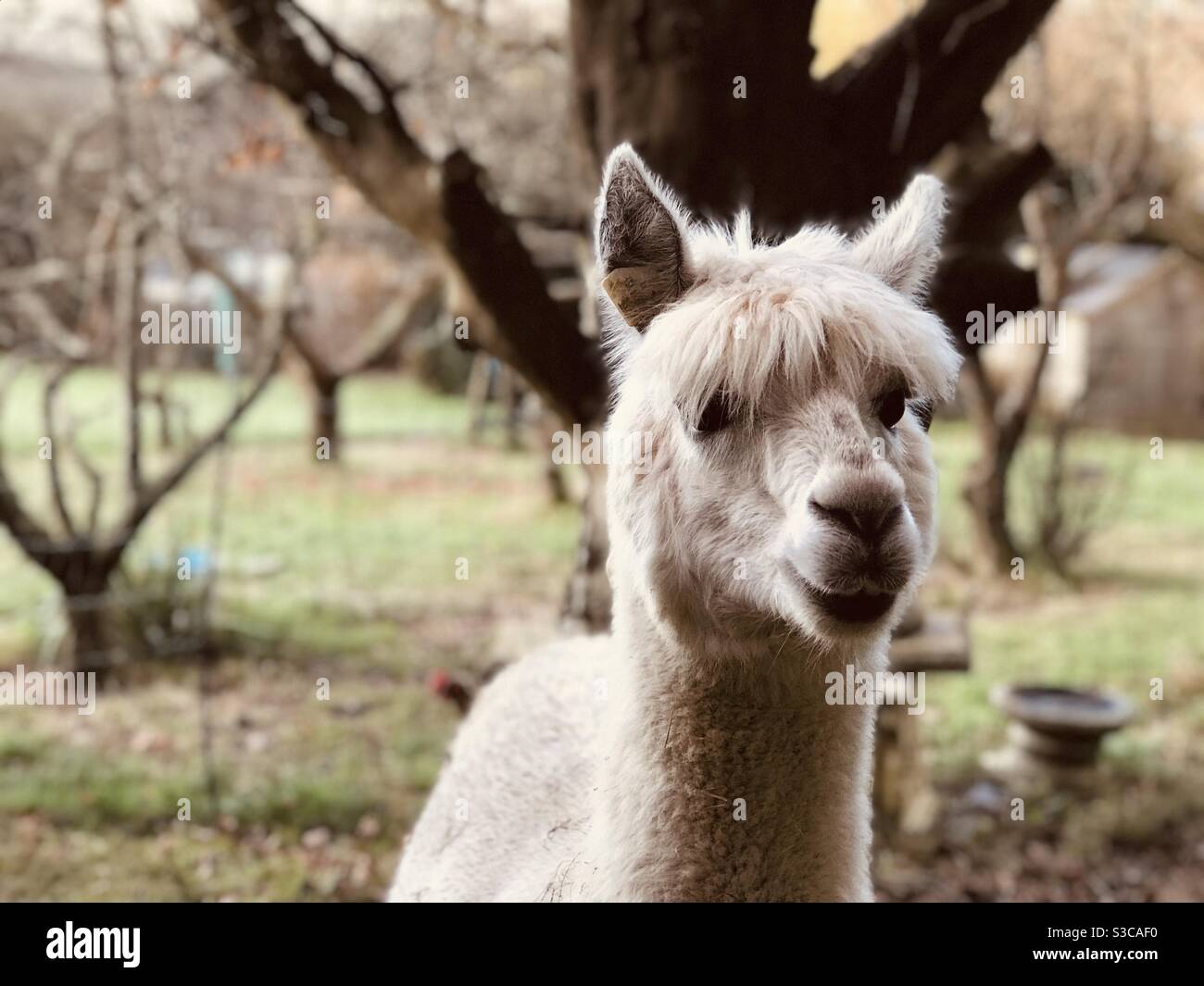 Lama zur Seite - Smartphone-aufgenommenes Stockfoto