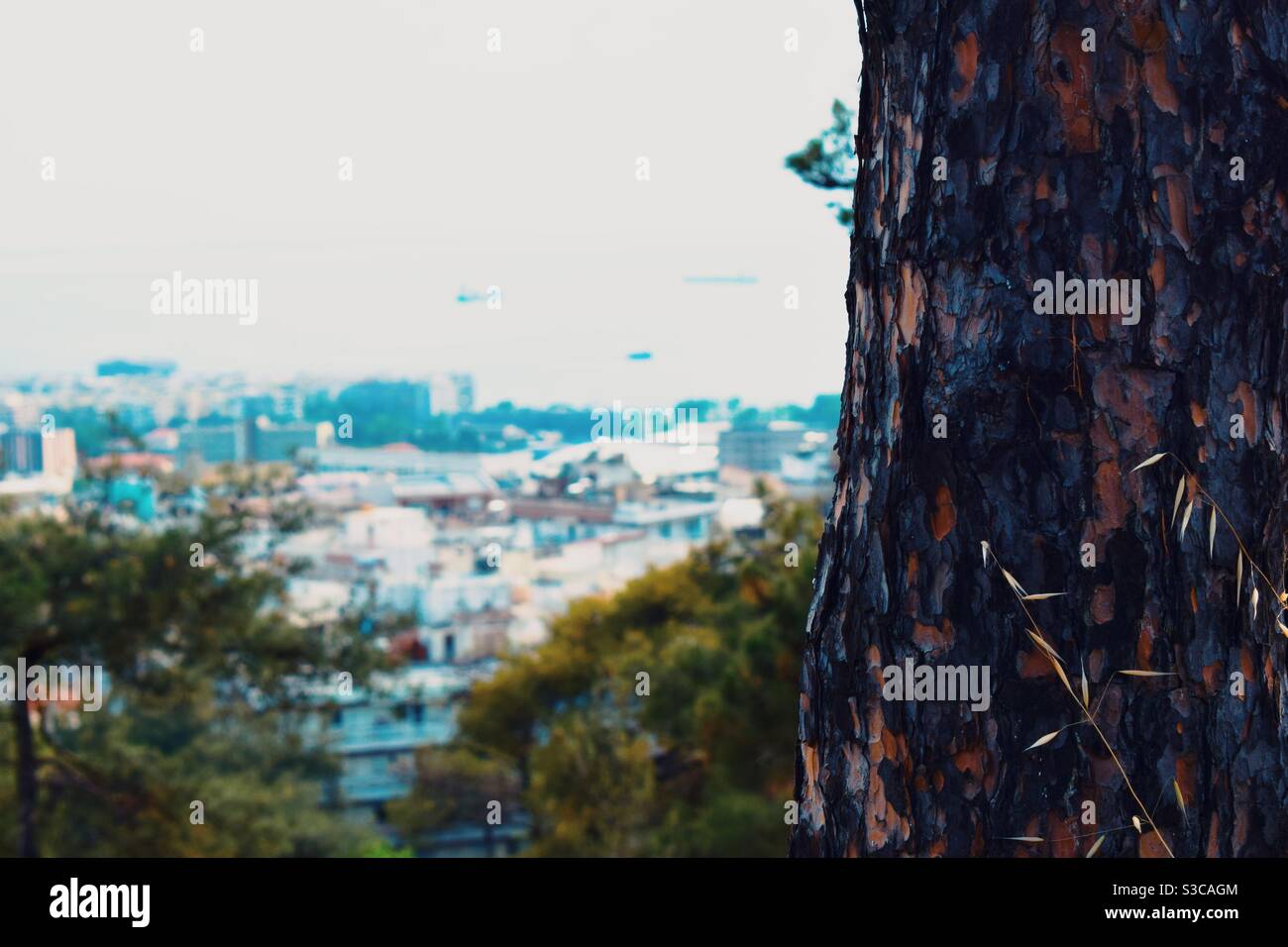 Nahaufnahme eines Baumes mit Stadthäusern im Hintergrund. Stockfoto