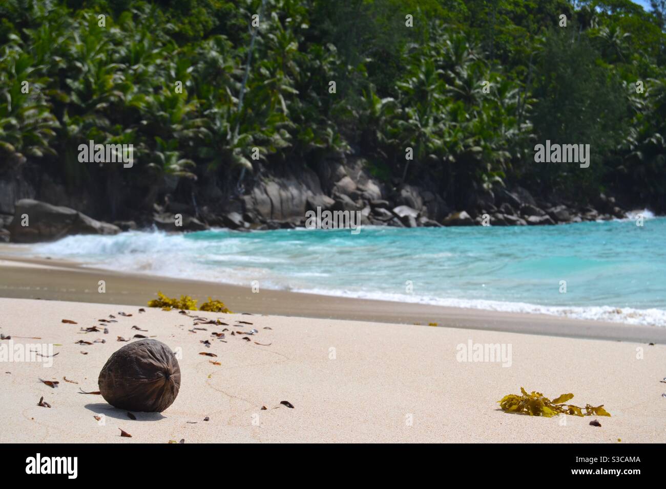 Kokosnuss liegt auf Ansichtskarte perfekte tropischen Strand mit Türkis Gewässer und Dschungel auf den Seychellen Stockfoto