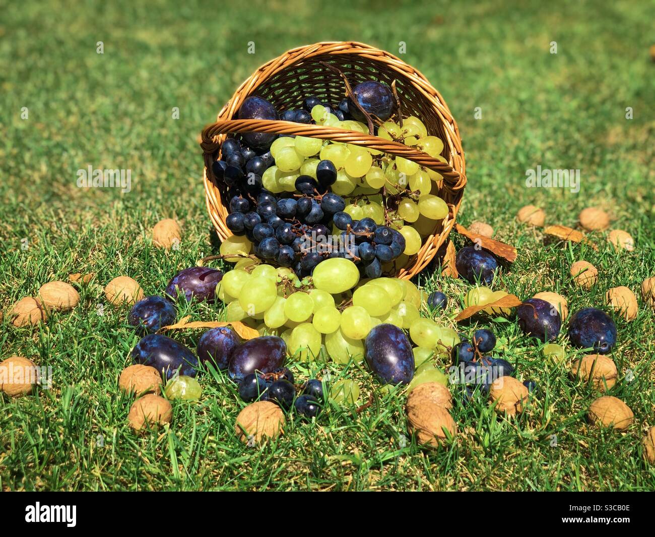 Verschütteter Holzkorb gefüllt mit Pflaumen, Nüssen, grünen und schwarzen Trauben Stockfoto
