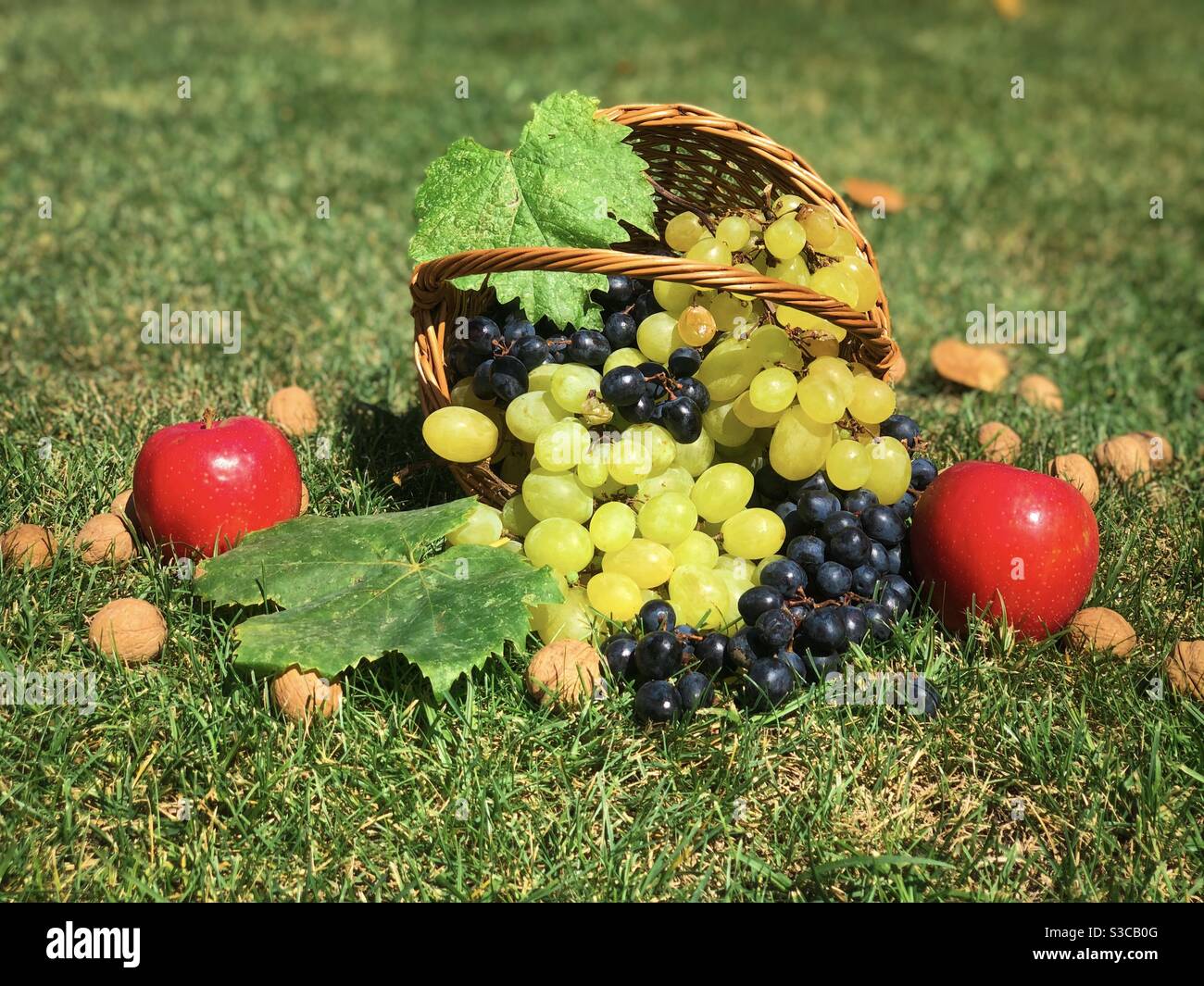 Verschütteter Holzkorb gefüllt mit Nüssen, roten Äpfeln, grünen und schwarzen Trauben Stockfoto