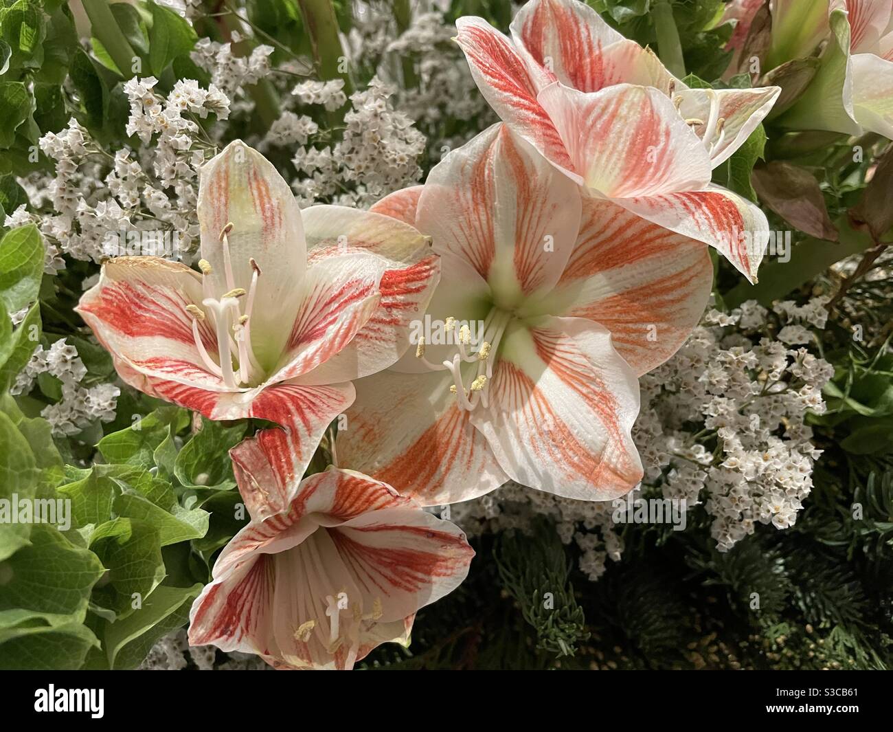 Rote und weiße Amaryllis Blüten Stockfoto