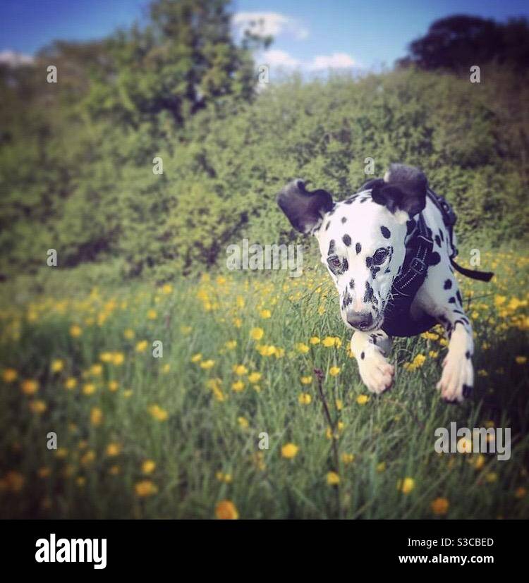 Glücklicher Hund, der durch ein Feld von Butterblumen springt Stockfoto