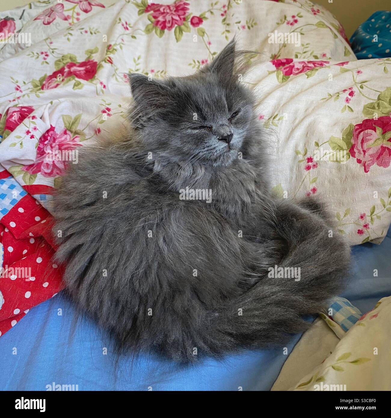 3 Monate altes blaupersisches Kätzchen, das in bunten Decken im menschlichen Bett mit geschlossenen Augen sitzt. Stockfoto