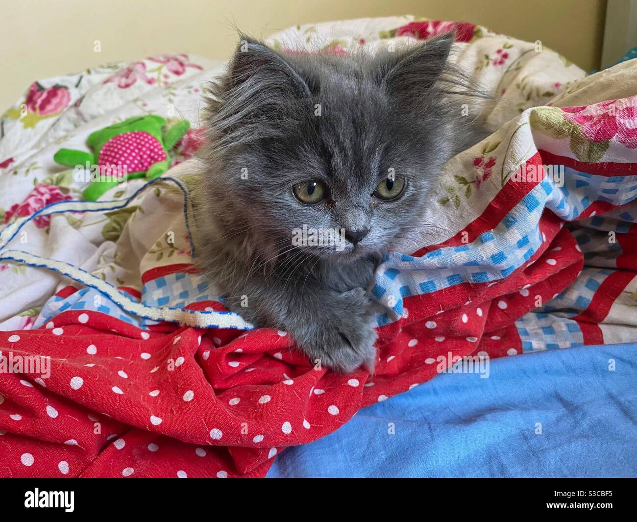 Gesicht eines 3 Monate alten Blaupersischen Kätzchens, das im Bett spielt. Stockfoto