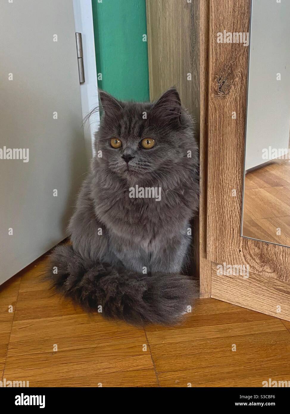 4 Monate alt gelbäugig Blaues Perserkätzchen auf einem Holzboden sitzend. Stockfoto