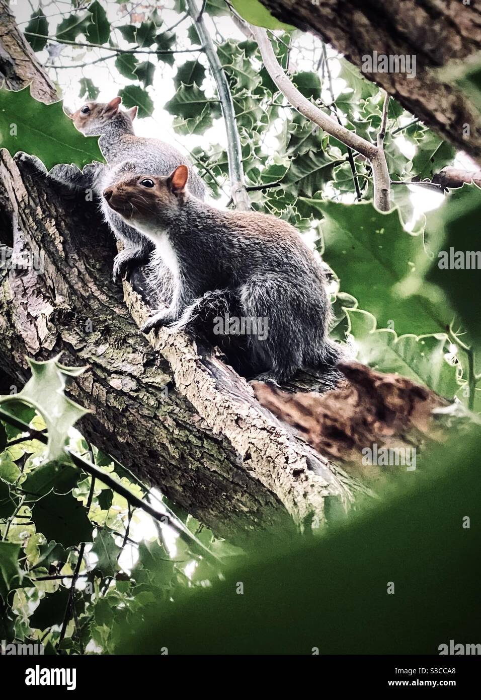 Eichhörnchen (grau) Stockfoto