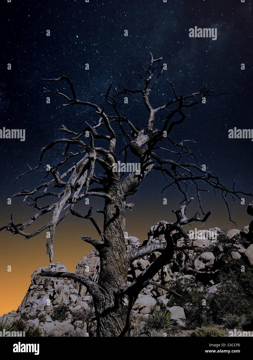 Ausgetrockneter Baum schaut in joshua zum Sternenhimmel Tree Nationalpark - Smartphone-aufgenommenes Stockfoto