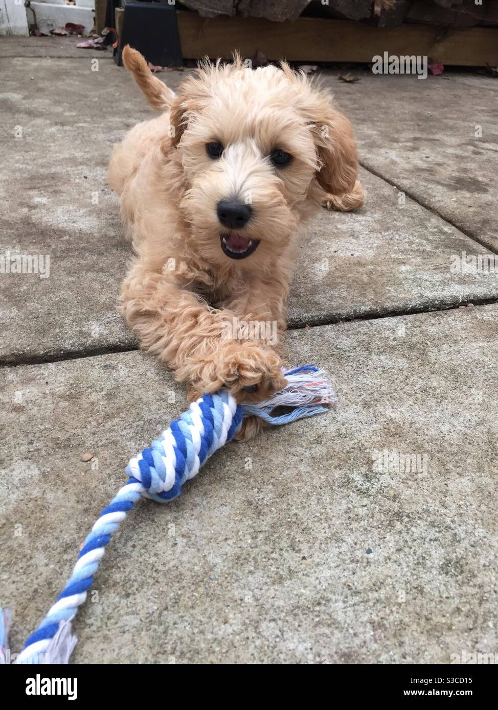 Ein süßer Schoodle Welpe spielt mit einem Seilspielzeug. Stockfoto
