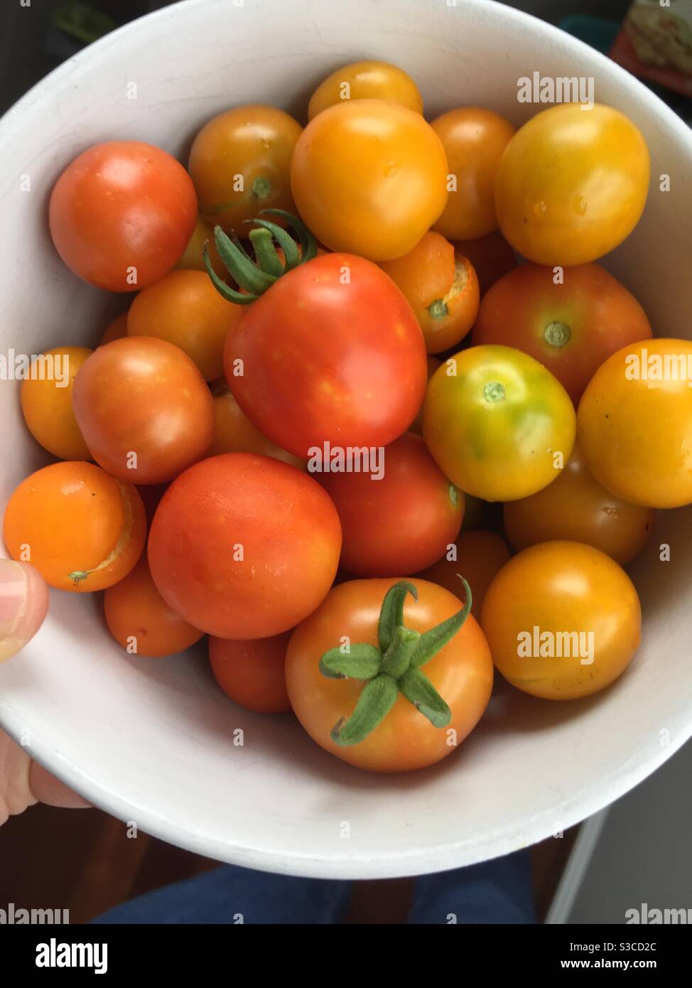 Eine Schüssel mit Bio-Tomaten im Garten angebaut. - Smartphone-aufgenommenes Stockfoto